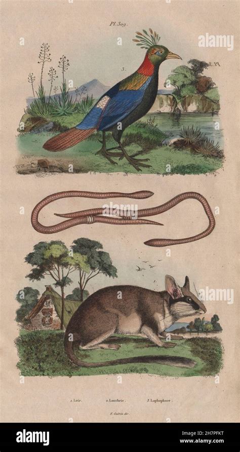 Loir (Dormouse). Lombric (Earthworm). Lophophorus (Himalayan Mona monkey), 1833 Stock Photo - Alamy