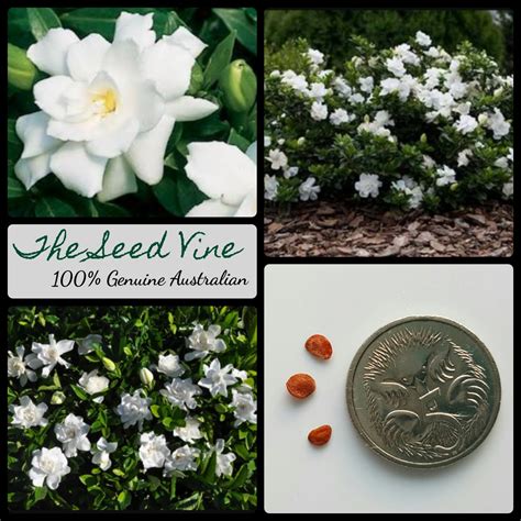 Gardenia jasminoides - Cape Jasmine - The Seed Vine