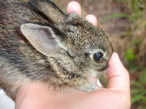 Brown Wild Baby Bunnies and How to Handle them - HubPages