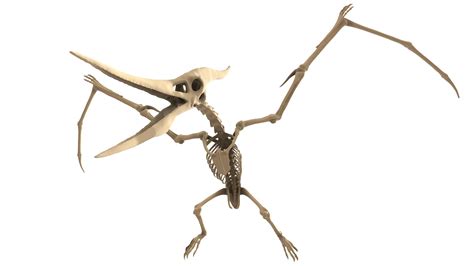 Pteranodon Skeleton - Buy Royalty Free 3D model by Puppy3D [0b5fb96] - Sketchfab Store