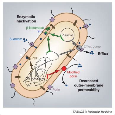 Carbapenem resistance in Enterobacteriaceae: here is the storm!: Trends in Molecular Medicine