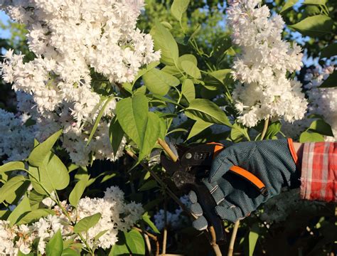 The Best Time to Prune Your Lilac Bushes