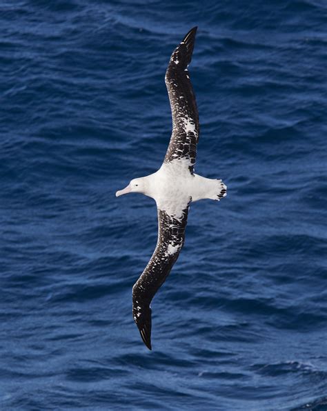 The wandering albatross, snowy albatross, white-winged albatross or goonie (Diomedea exulans) is ...