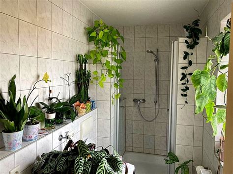 10 Best Bathroom Plants That Absorb Moisture