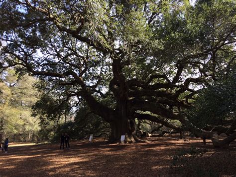 Angel Oak, Charleston, SC | Angel oak, Country roads, Tree