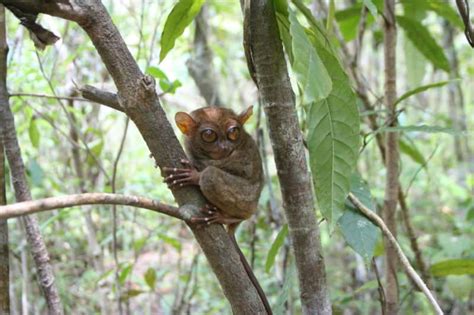 Tarsier Animal Facts | Tarsius | AZ Animals