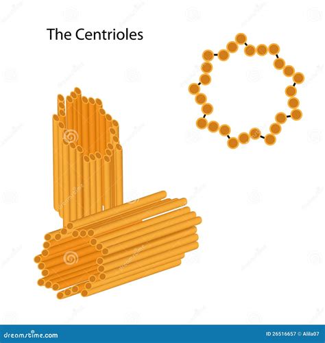 Structure of the Centrioles Stock Vector - Illustration of centrosome, cell: 26516657