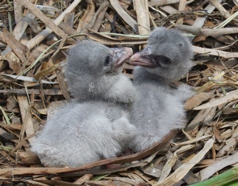 Shoebill Stork– Facts, Size, Sound, Habitat, Pictures