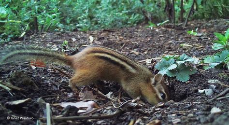 Chipmunks, Hibernation, and Climate Change - Winterberry Wildlife