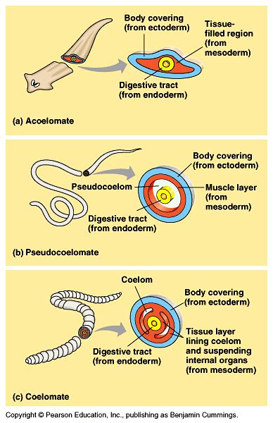 Body plans (acoelomate, pseudocoelomate, coelomate) Biology College, Biology Classroom, Biology ...