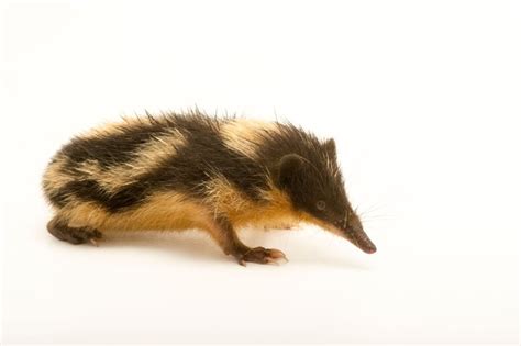 The lowland streaked tenrec may be seen stamping their feet on the ground with their fore-paws ...