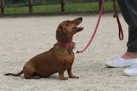 Dachshund Training | PETSIDI