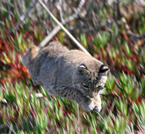 bobcat hunting, step 4: keep your eyes on the prize | Flickr - Photo Sharing!