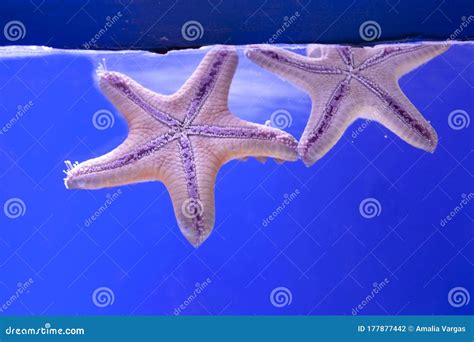 Pair Of 5-pointed Starfish Underwater On A Blue Background Stock Photo - Image of enjoyment ...