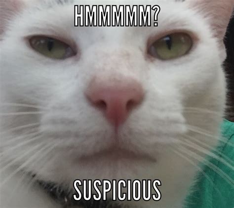 Suspicious cat is.....? - Lolcats - lol | cat memes | funny cats ...