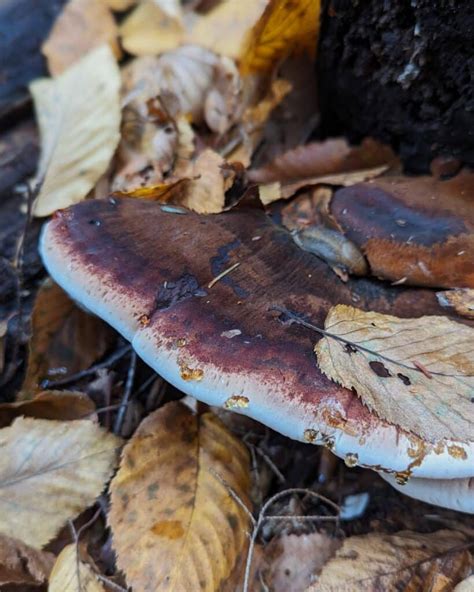 Resinous Polypore: Identification, Foraging, and Lookalikes - Mushroom ...