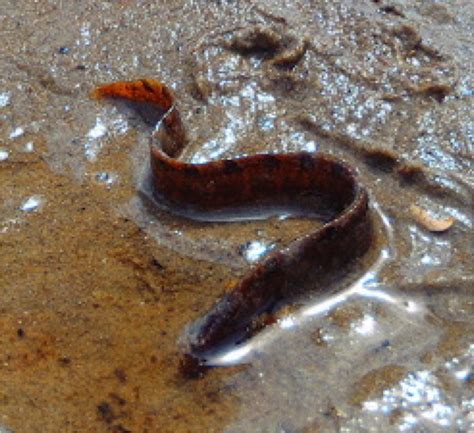 Rock gunnel (Nova Scotian Intertidal Species Guide) · iNaturalist