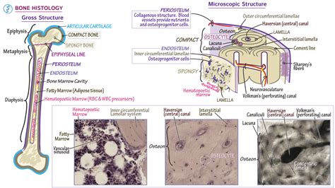 Anatomy Histology Of Bone Tissue | Images and Photos finder