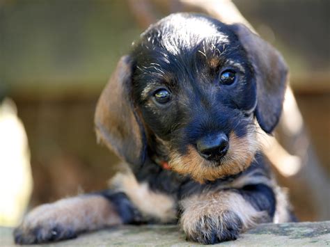 Wire Haired Dachshund Puppies Alabama / Miniature Dachshund Puppies For ...