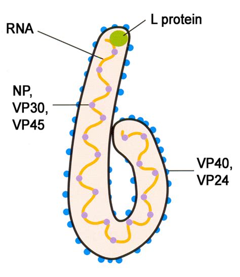 Ebola Virus - Symptoms, Pictures, Structure, facts and History