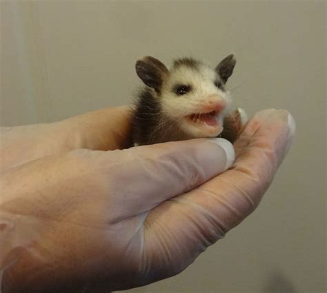 Baby opossum. | Opossum, Baby opossum, Cute animals