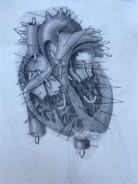 External coronary circulation Diagram | Quizlet