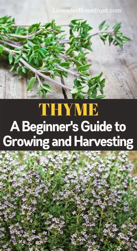 How to Grow and Harvest Thyme | 1000 | Growing thyme, Planting herbs ...