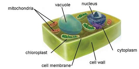 Animal Cell versus Plant Cell - CellUniverse | Plant cell, Cells project, Plant cell model