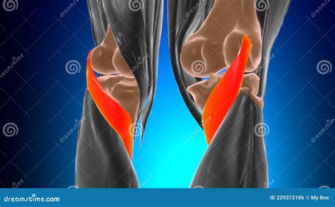 Popliteus Muscle Anatomy for Medical Concept 3D Stock Illustration - Illustration of sartorius ...