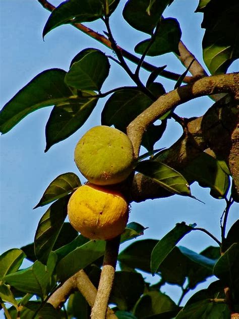 1784: Philippine Tree of the Month: Santol