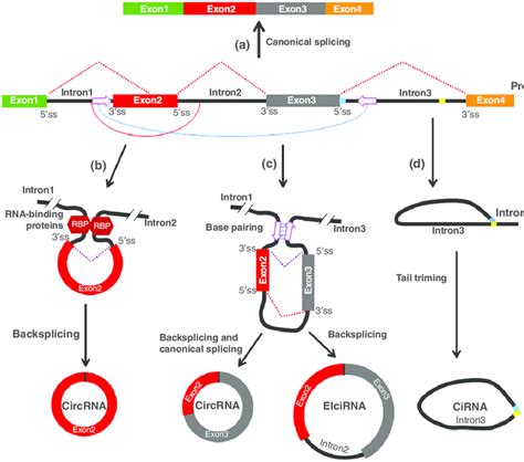 | Schematic representation of splicing events leading to the generation... | Download Scientific ...