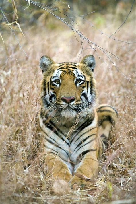 Male Bengal Tiger - Stock Image - C004/2118 - Science Photo Library