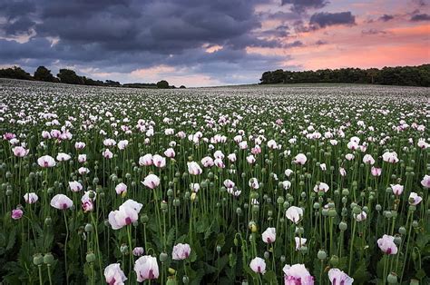 Bunga, Poppy, Bidang, Bunga, Pemandangan, Alam, Musim Panas, Bunga Putih, Wallpaper HD ...