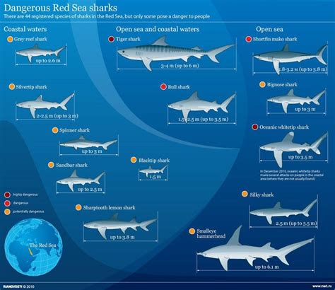 Пин на доске requins