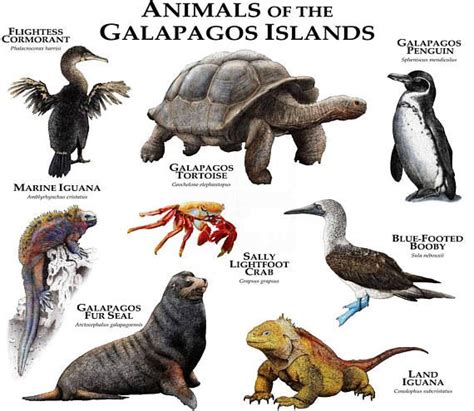 Animals of the Galapagos Islands Poster Print - Etsy | Galapagos ...