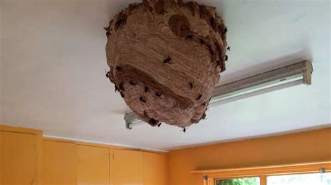 Asian hornet nest discovered in UK is 'one of the largest ever ...