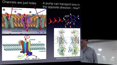 Biophysical chemistry 2017 - lecture 1 - YouTube