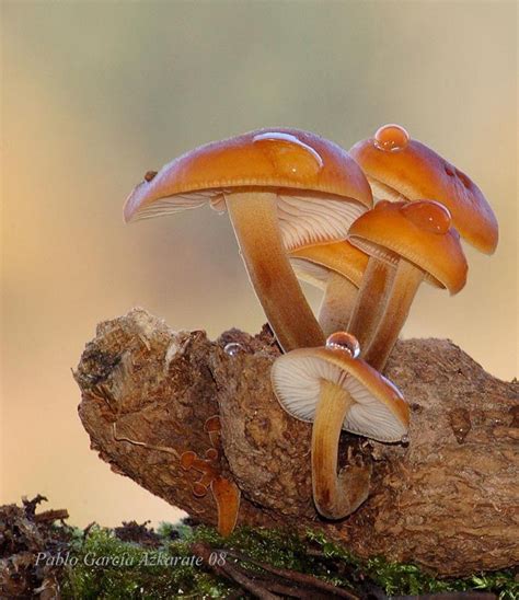 Wild Enokitake (Flammulina Velutipes) ~ By Pablo García Azkarate | Galerías, Hongos, Setas