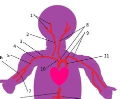 lab veins and arteries Flashcards | Quizlet