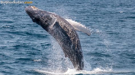 Young Humpback Whale Breaches off Dana Point, Calif. Over and Over and Over and... - YouTube