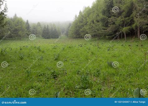 Landscape of Wild Forest Terrain Stock Image - Image of trees, summer: 122124347