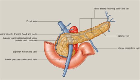 Anatomy of the pancreas and spleen - Surgery - Oxford International Edition