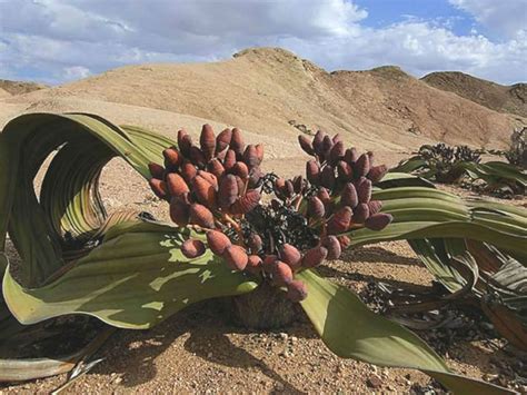 【爆買い！】 Welwitschia Mirabilis asakusa.sub.jp