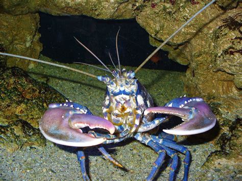 Lobster Facts, Photos, and Biology: Interesting Invertebrates | Owlcation