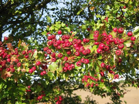 Hawthorn berries | Hawthorn berry, Berries, Plants