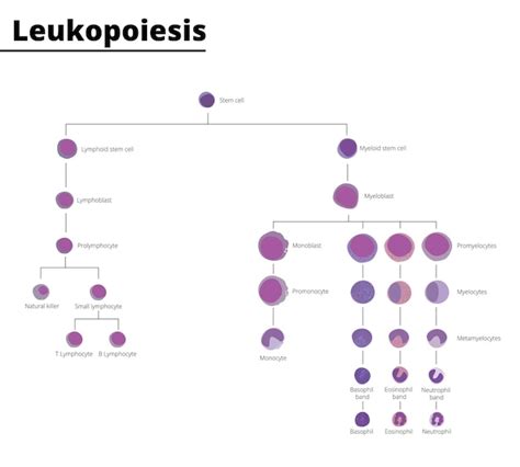 Premium Vector | Leukopoiesis differentiation of white blood cell infographic stem cell derived ...