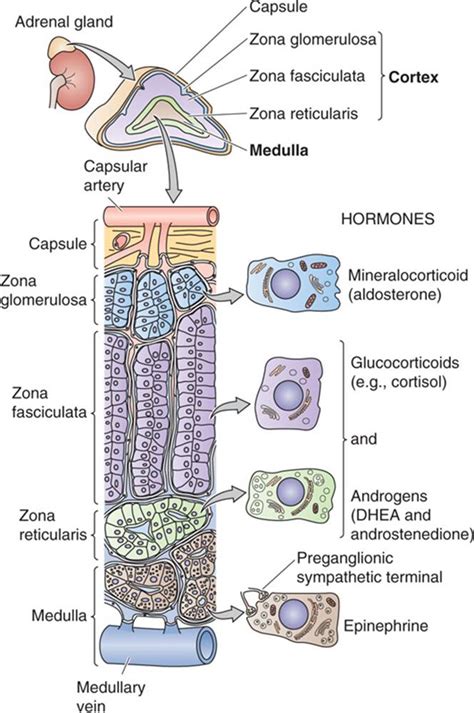 Adrenal Gland Hormones List