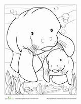47  Free Printable manatee coloring Page DarrylEzmae sketch template