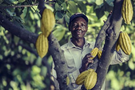 Cacao Barry Chocolate - Wild Harvest