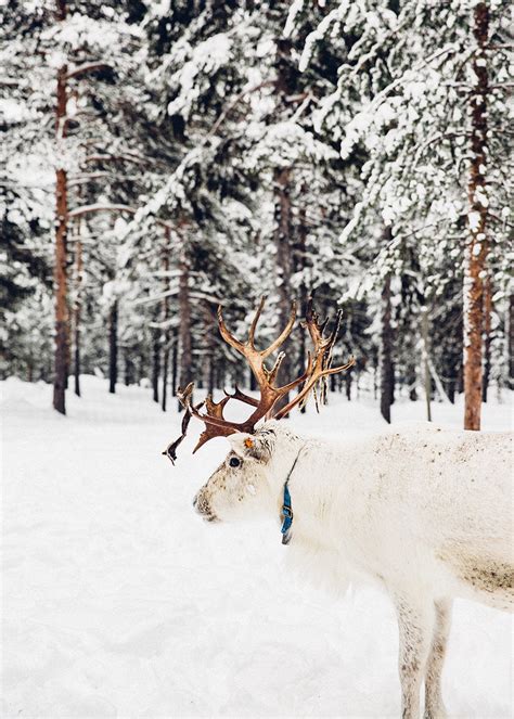 Photo Journal: Winter in Swedish Lapland | The Future Kept